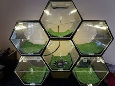 four hexagonal glass cases with grass inside each and two plants in the middle