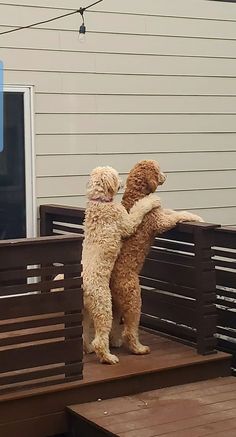 two poodles playing on the back deck of a house with their arms around each other