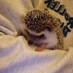 a small hedge sitting on top of a blanket