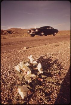 a car driving down a dirt road with flowers growing out of the ground next to it