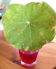 a green leaf in a red vase on a table