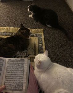 two cats are laying on the floor and one is reading a book while another cat lays down next to it