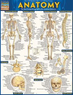 an anatomy poster showing the bones and muscles