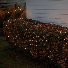 a bush covered in lights next to a house