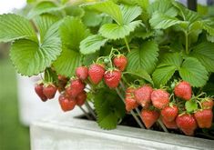 some strawberries are growing in a planter