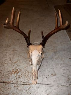 an animal skull with large antlers on the floor