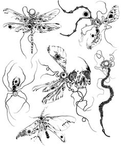 four different types of insect drawings in black and white, each with their own image