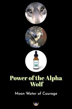 the cover of power of the alpha wolf, with three images of wolf's face