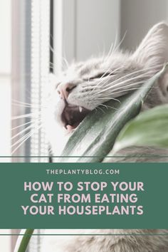 a cat with its mouth open and the words how to stop your cat from eating your houseplants