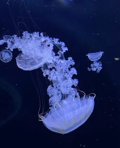 several jellyfish swimming in the water together