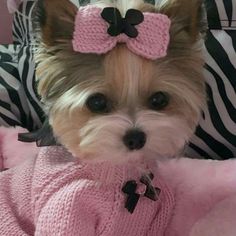 a small dog wearing a pink sweater with a bow