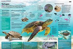 an information poster with pictures of sea turtles