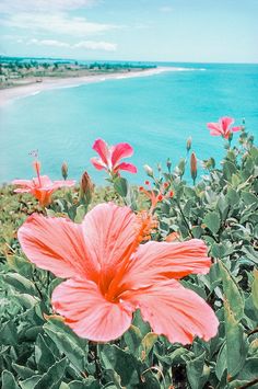 some pink flowers by the water and blue sky