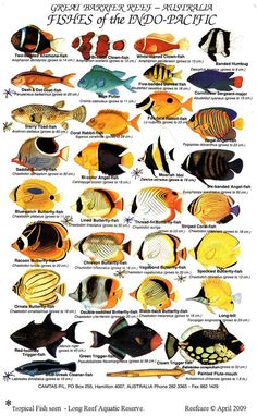 a poster with many different types of fish