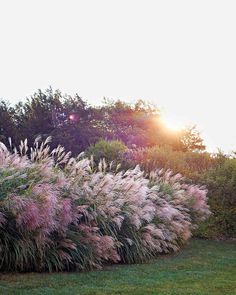 the sun shines brightly through the trees and grass in this garden area with tall grasses