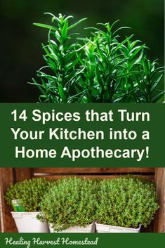 Did you know you have medicinal herbs in lieu of spices in your kitchen cupboard? Yes! You probably have an apothecary in your own kitchen. Find out how you can build a natural pharmacy by using typical and common culinary spices. Health can come naturally by using these spices in your home. #kitchen #spice #apothecary #pharmacy #natural #herbs #spices #healingharvesthomestead #firstaidkit #herbal Herbal Pharmacy, Home Apothecary, Herbal Apothecary, Healing Plants, Herbal Healing, Kitchen Spices, Herbs For Health, Herbs Indoors