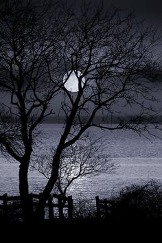 a tree with no leaves in front of the ocean