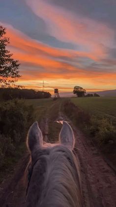 the back end of a horse's head as it walks down a dirt road