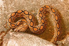 a close up of a snake on a rock