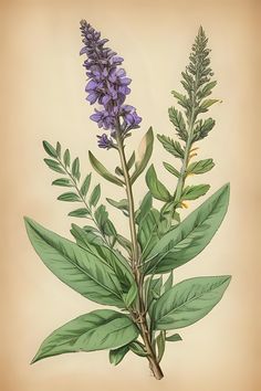 an illustration of a plant with purple flowers and green leaves on a light brown background