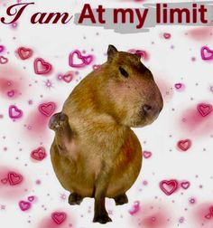 a capybara is sitting on its hind legs with hearts in the background that says i am at my limit