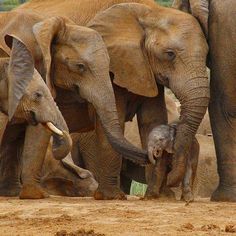 a herd of elephants standing next to each other