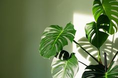 a large green leafy plant sitting on top of a wooden table next to a white wall