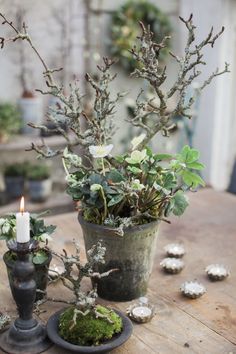 two potted plants sitting on top of a wooden table next to a lit candle