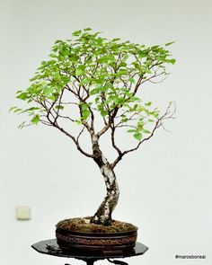 a small bonsai tree sitting on top of a black table next to a white wall