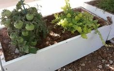 some plants that are growing out of the ground in a garden box with dirt and rocks