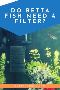 an aquarium with fish in it and the words do betta fish need a filter?