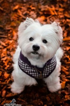 a small white dog sitting on top of leaves