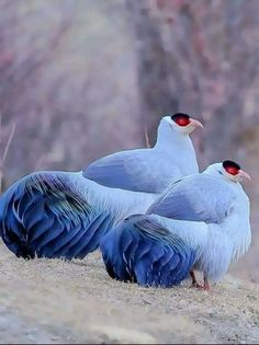 two blue and white birds standing next to each other on top of a dirt field