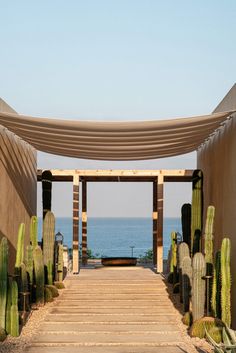 an outdoor walkway leading to the beach with cactus and cacti on either side