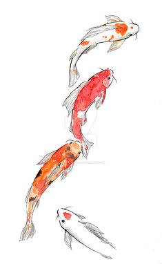 three orange and white koi fish swimming together