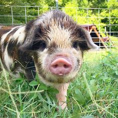 a small pig standing in the grass near a fence and some trees with its tongue sticking out