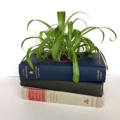 three books stacked on top of each other with a plant in the middle and one sitting on top of them