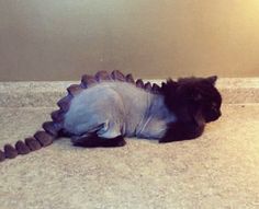 a black cat laying on top of a counter next to a stuffed animal toy dinosaur