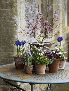 several potted plants sitting on top of a table with purple flowers in the middle