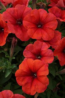 red flowers are blooming in the garden