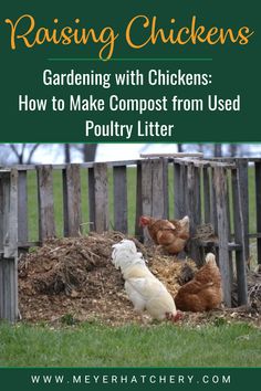 Gardening with Chickens: How to Make Compost from Used Poultry Litter Chicken Manure Tea, Composting Manure, How To Compost Chicken Poop, Raising Mealworms For Chickens, Plants Chickens Wont Eat, Chicken Manure Compost, Make Compost, Raising Quail