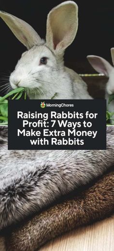 two rabbits eating grass with the words raising rabbits for profits to make extra money with rabbits