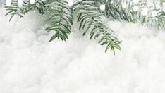 snow is falling on the branches of a fir tree in front of a snowy background