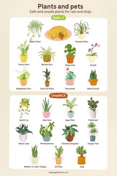 a poster showing different types of plants and their names