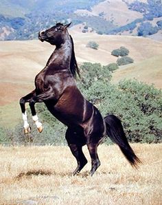 a black horse standing on its hind legs in the middle of a field with mountains in the background