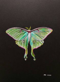 a drawing of a green and white moth