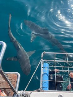 two sharks are swimming in the water next to a man on a boat looking at them