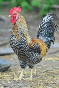 a rooster standing on top of dry grass