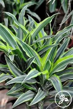 some green plants are growing in a pot on the ground and one plant has long, thin leaves