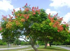 a tree with red and yellow flowers in the middle of a grassy area next to a road